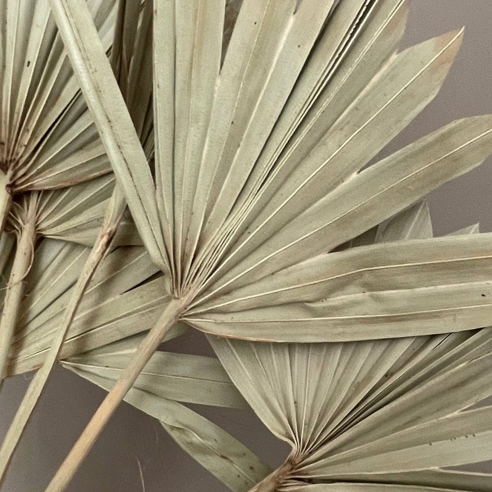 Filler - Natural Dried Sun Palm Leaf